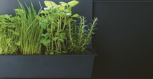 csm_next125_052_053_NX870-V187F_NX650-F600_Paneelgarten_1_7d1a45231d